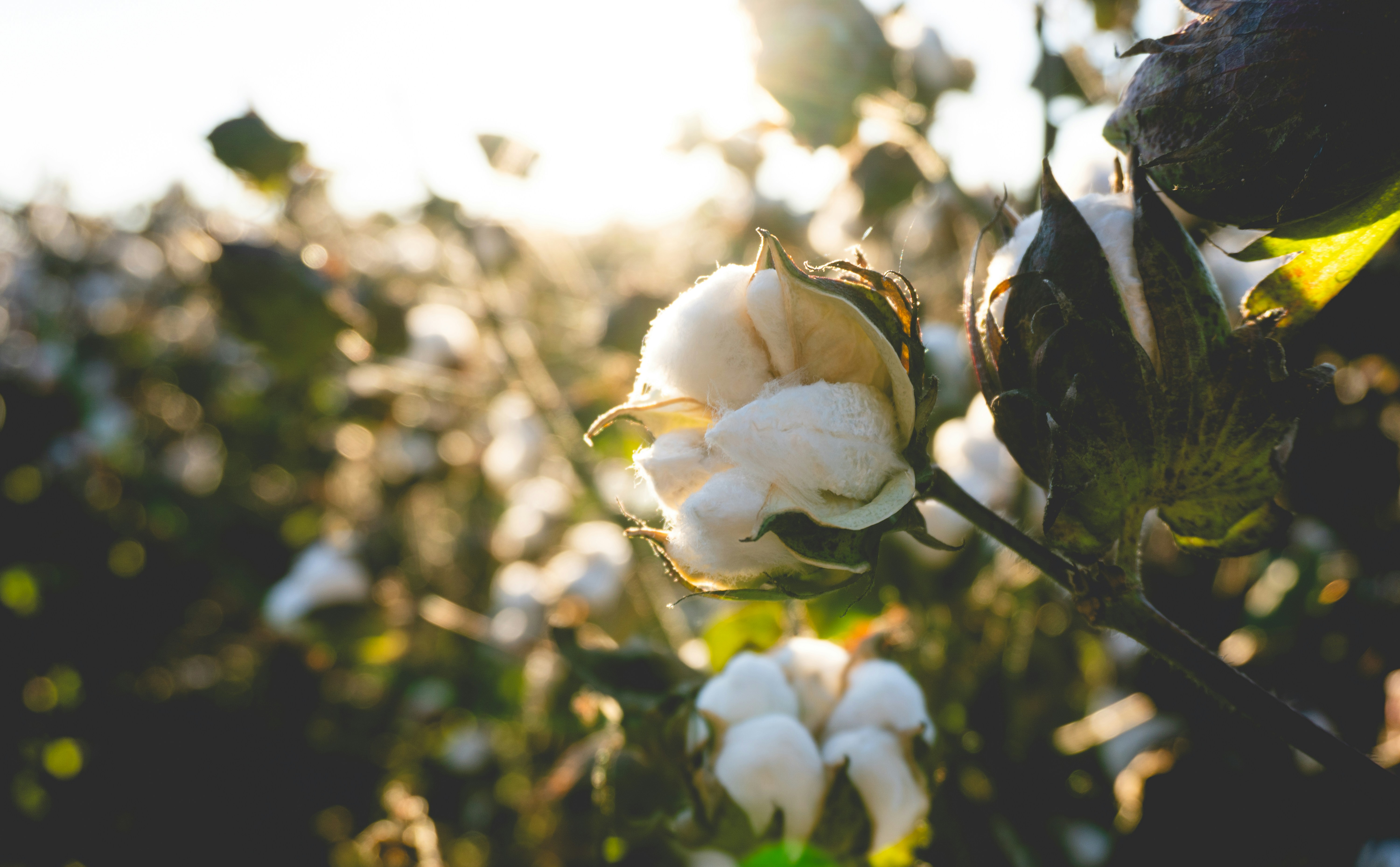 Organic cotton field in Tamil Nadu